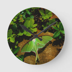Reloj Redondo Mediano Polilla de Luna verde gigante