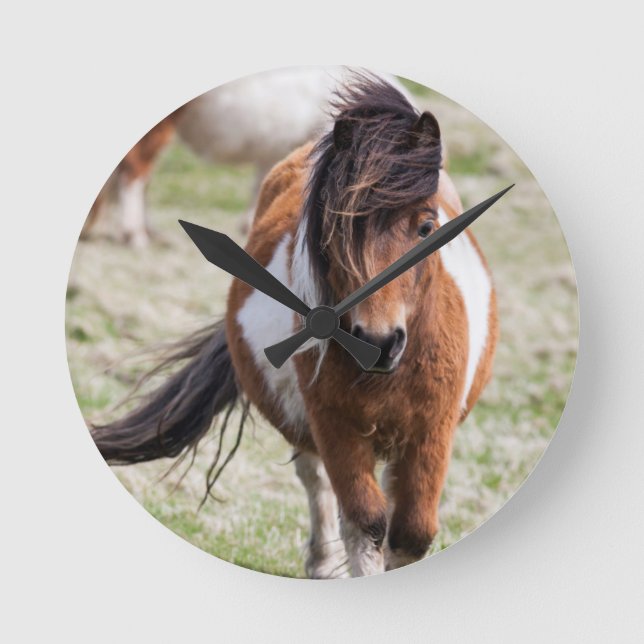 Reloj Redondo Mediano Pony Shetland, Islas Shetland, Escocia (Anverso)