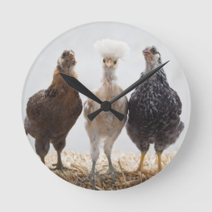 Reloj Redondo Mediano Portrait of Three Pet Chickens Looking Forward