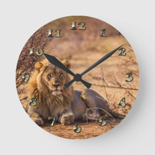 Reloj Redondo Mediano Predator Lion in South Africa