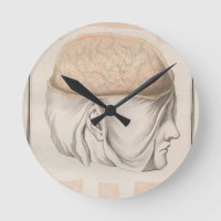 Primer cerebro - Neuroanatomía