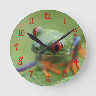 Reloj Redondo Mediano rana arbórea Rojo-observada (callidryas de