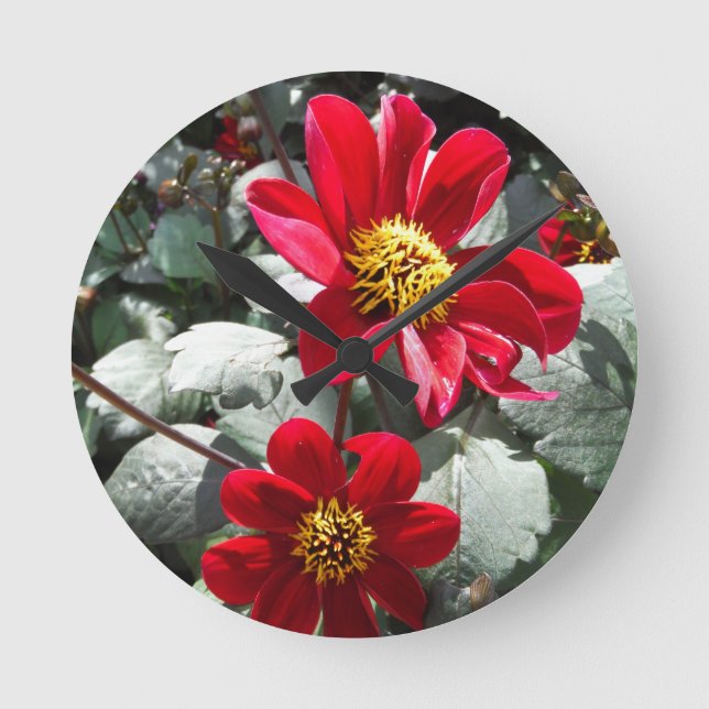 Reloj Redondo Mediano red hot pink daisy / daisies flowers (Anverso)