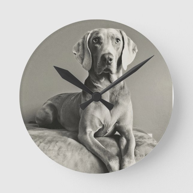 Reloj Redondo Mediano Retrato de Weimaraner (Anverso)