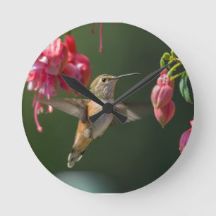 Reloj Redondo Mediano Rufous Hummingbird se alimenta de una Fuchsia