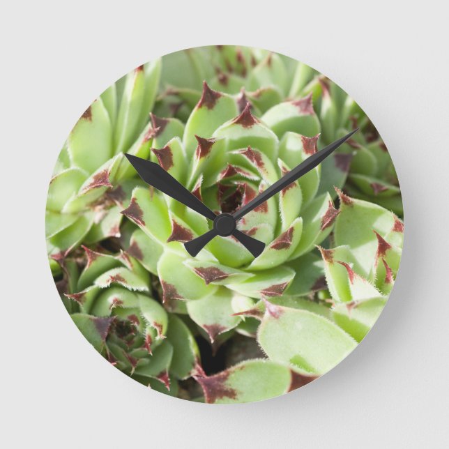 Reloj Redondo Mediano Sempervivum (Anverso)