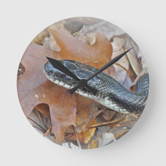 Reloj Redondo Mediano Serpiente de Rata Negra - obsoleta de Elaphe (Anverso)