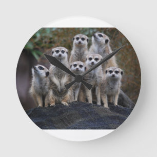 Reloj Redondo Mediano Suricata safari de animales curiosos África