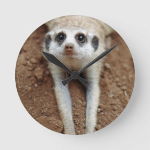 Reloj Redondo Mediano Suricata (Suricata Suricatta) Enfriándose