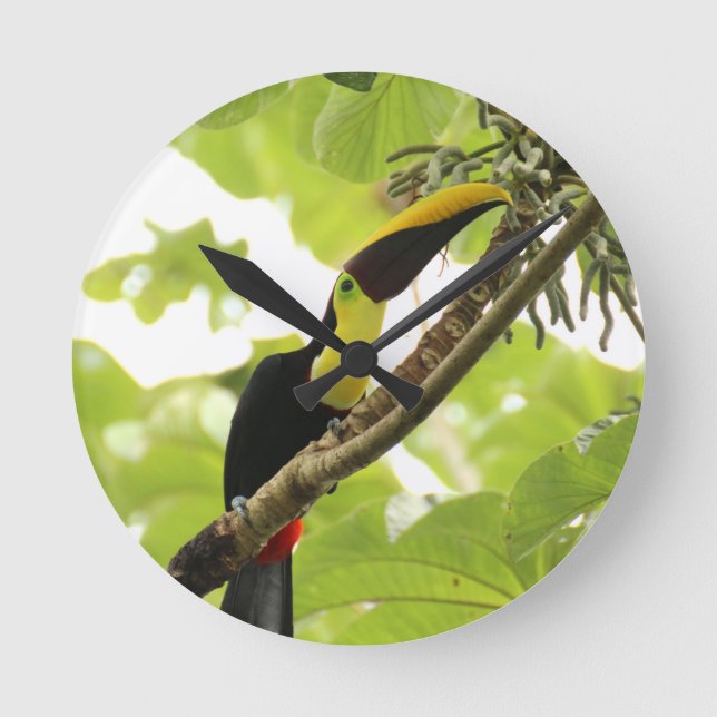 Reloj Redondo Mediano Swainson Toucan Exotic Bird (Anverso)