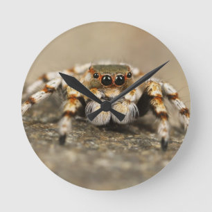 Reloj Redondo Mediano Tarantula Jumping Bird Spider accesorios impresion