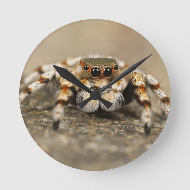 Reloj Redondo Mediano Tarantula Jumping Bird Spider accesorios impresion (Anverso)