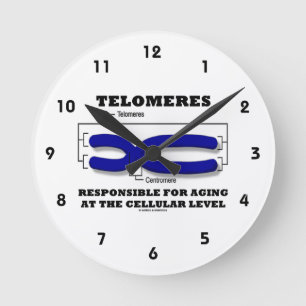 Reloj Redondo Mediano Telomeres Responsables Del Envejecimiento A Nivel