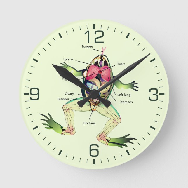 Reloj Redondo Mediano The Frog's Anatomy Green (Anverso)