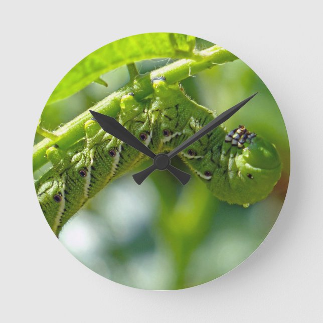 Reloj Redondo Mediano Tomato Hornworm (Anverso)