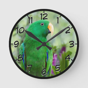 Reloj Redondo Mediano Varón del loro de Eclectus