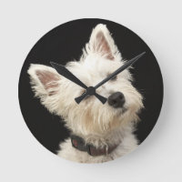 Westie (West Highland terrier) con cuello