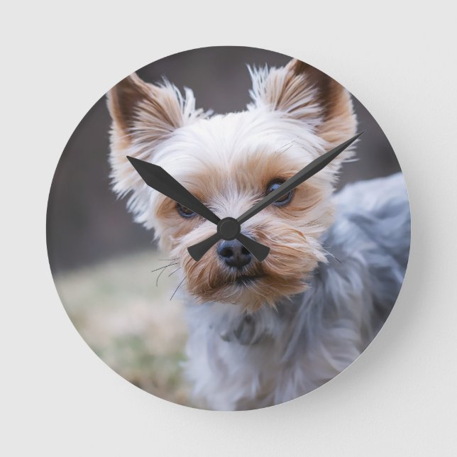 Reloj Redondo Mediano Yorkshire terrier, perro, Mascota (Anverso)