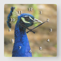 Reloj - Retrato de pavo real