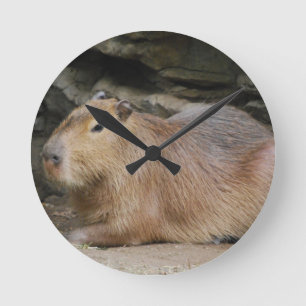 Reloj silvestre de capibara