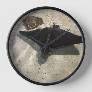 Reloj Stingray