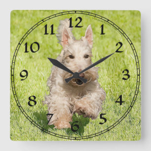 Reloj Terrier de Escocia de Wheaten