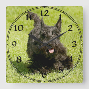 Reloj Terrier escocés