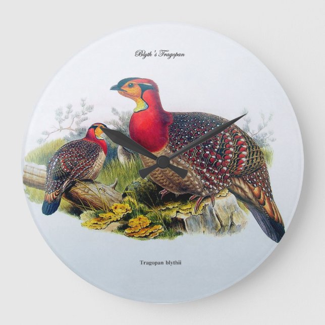 Reloj Tragopan/Horny Pheasant de Blyth J.Gould 188 (Anverso)