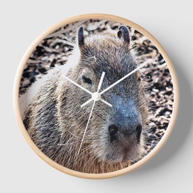 RELOJ WILD ANIMAL CAPYBARA (Anverso)