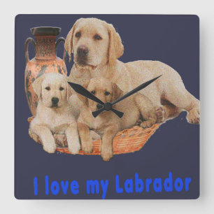Relojes de recuperación de Labrador