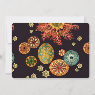 Remix de ardilla marina