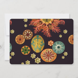 Remix de ardilla marina