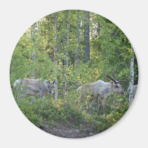 Renos en el imán de Laponia