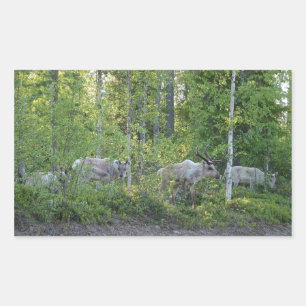 Renos en pegatinas de Laponia