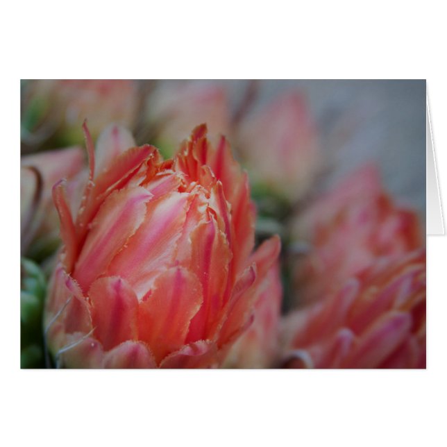 Rentabilidad de los veranos tardíos (Anverso (Horizontal))