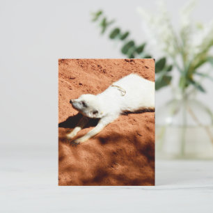 Rentabilidad de Meerkat, postal