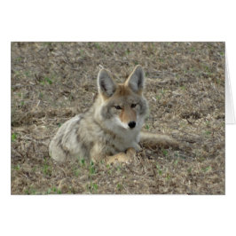 Rentabilidad del coyote R22