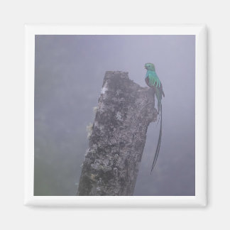 Replendante Quetzal 2x2 imán