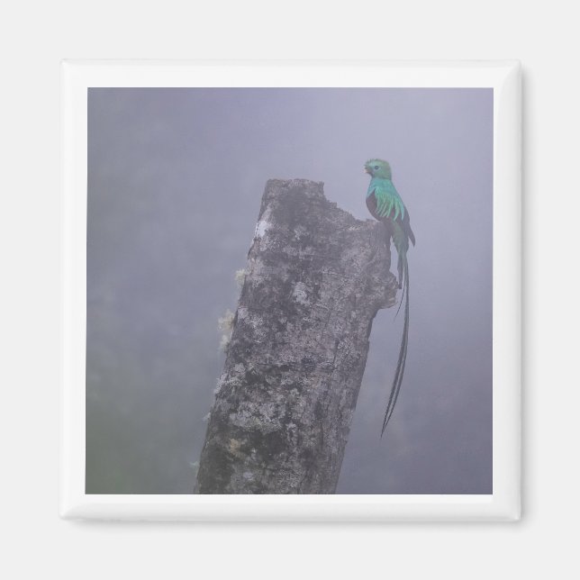 Replendante Quetzal 2x2 imán (Frente)