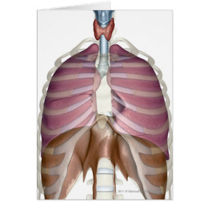 representación 3d del sistema respiratorio