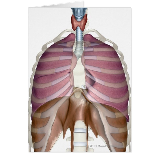 representación 3d del sistema respiratorio (Frente)