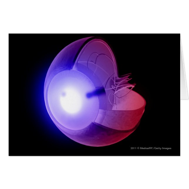 Representación de la estructura del ojo (Anverso (Horizontal))