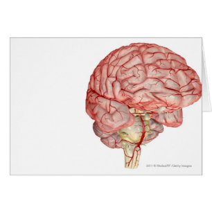 Representación de Realitic del cerebro humano
