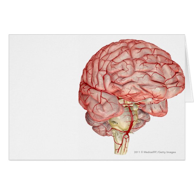 Representación de Realitic del cerebro humano (Anverso (Horizontal))