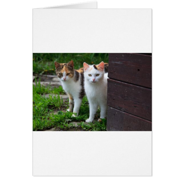 Reproducción de gatos (Frente)