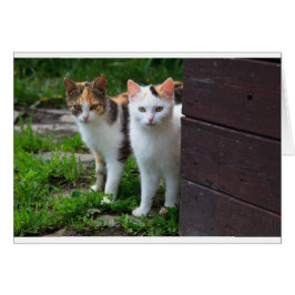 Reproducción de gatos