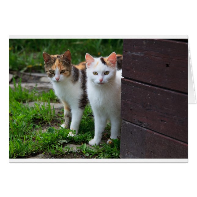 Reproducción de gatos (Anverso (Horizontal))