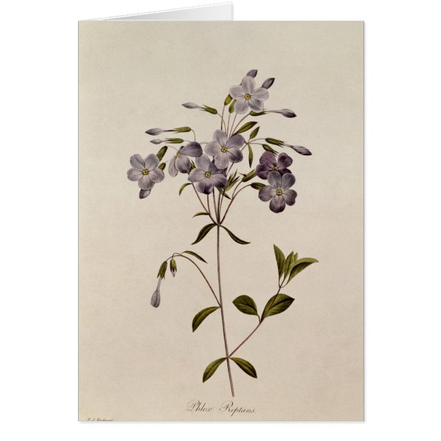 Reptans del Phlox (Frente)