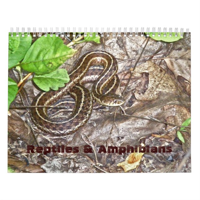 Reptiles del calendario y anfibios #1 (Tapa)