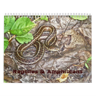 Reptiles del calendario y anfibios #1